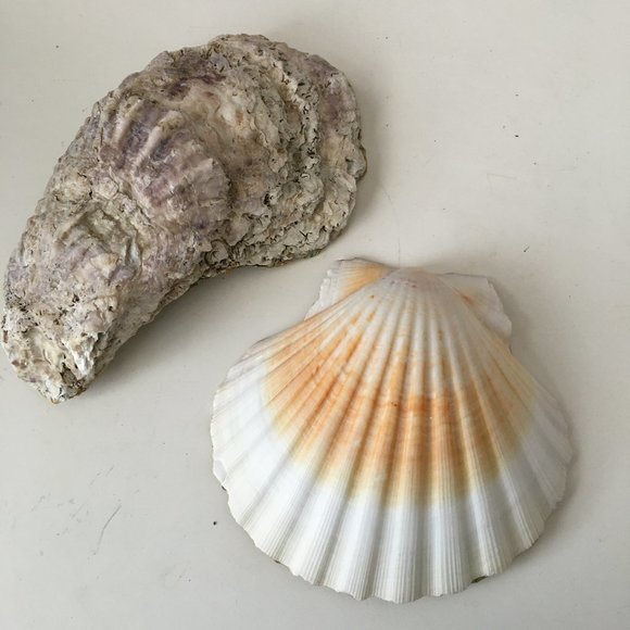 Oyster Shell Trinket Dish - Blue & Pink Roses - Picture 2 of 3